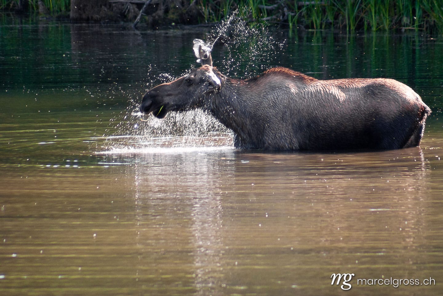 . Moose. Marcel Gross Photography