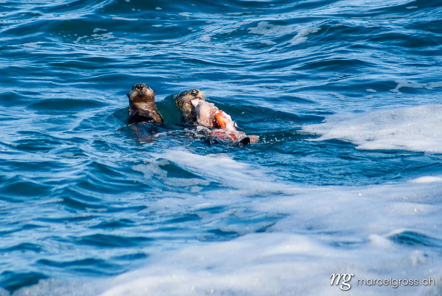 . octopus lunch for a sea otter. Marcel Gross Photography