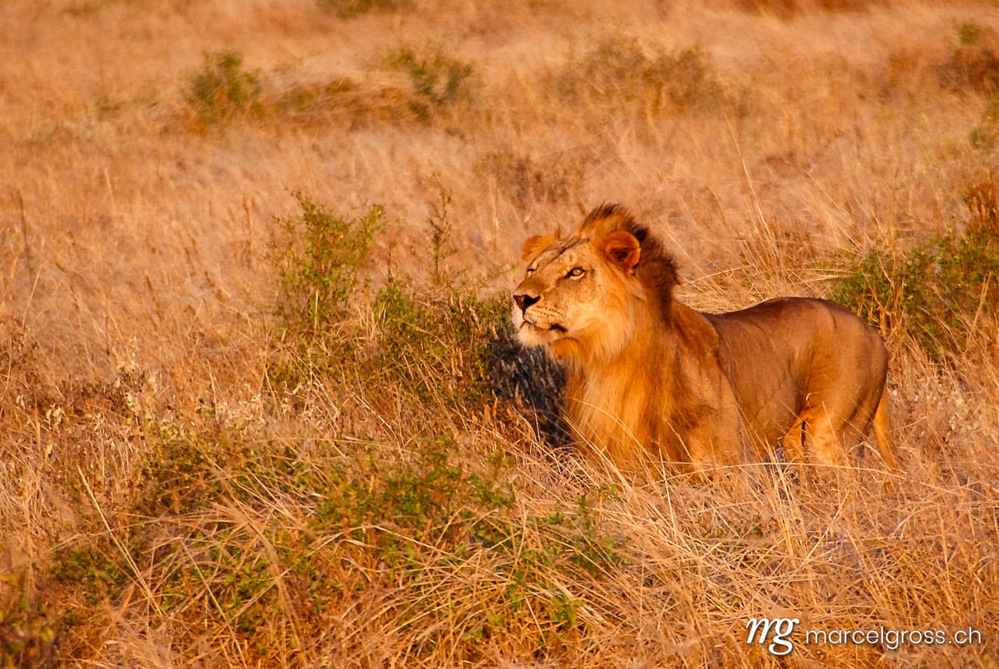 Löwen Bilder. Prächtiger Männlicher Löwe im Tsavo National Park, Kenia. Marcel Gross Photography