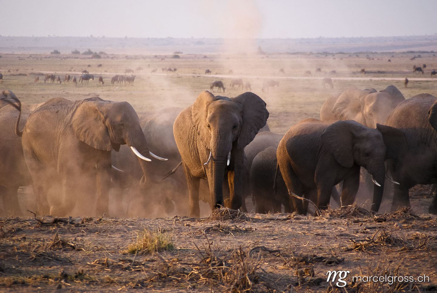 SONY DSC. Taken by Marcel Gross Photography