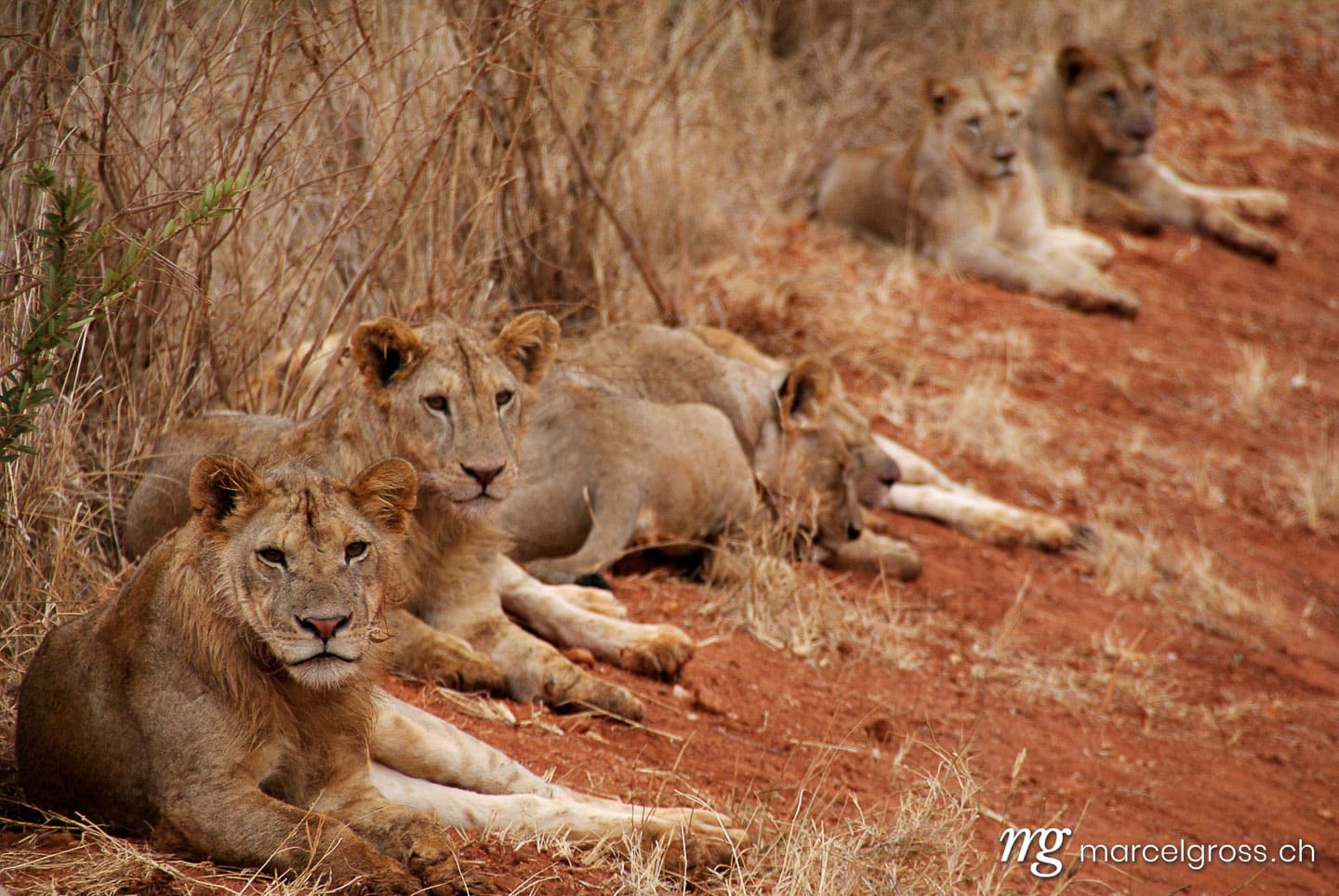 Löwen Bilder. Löwenrudel im Tsavo National Park, Kenia. Marcel Gross Photography