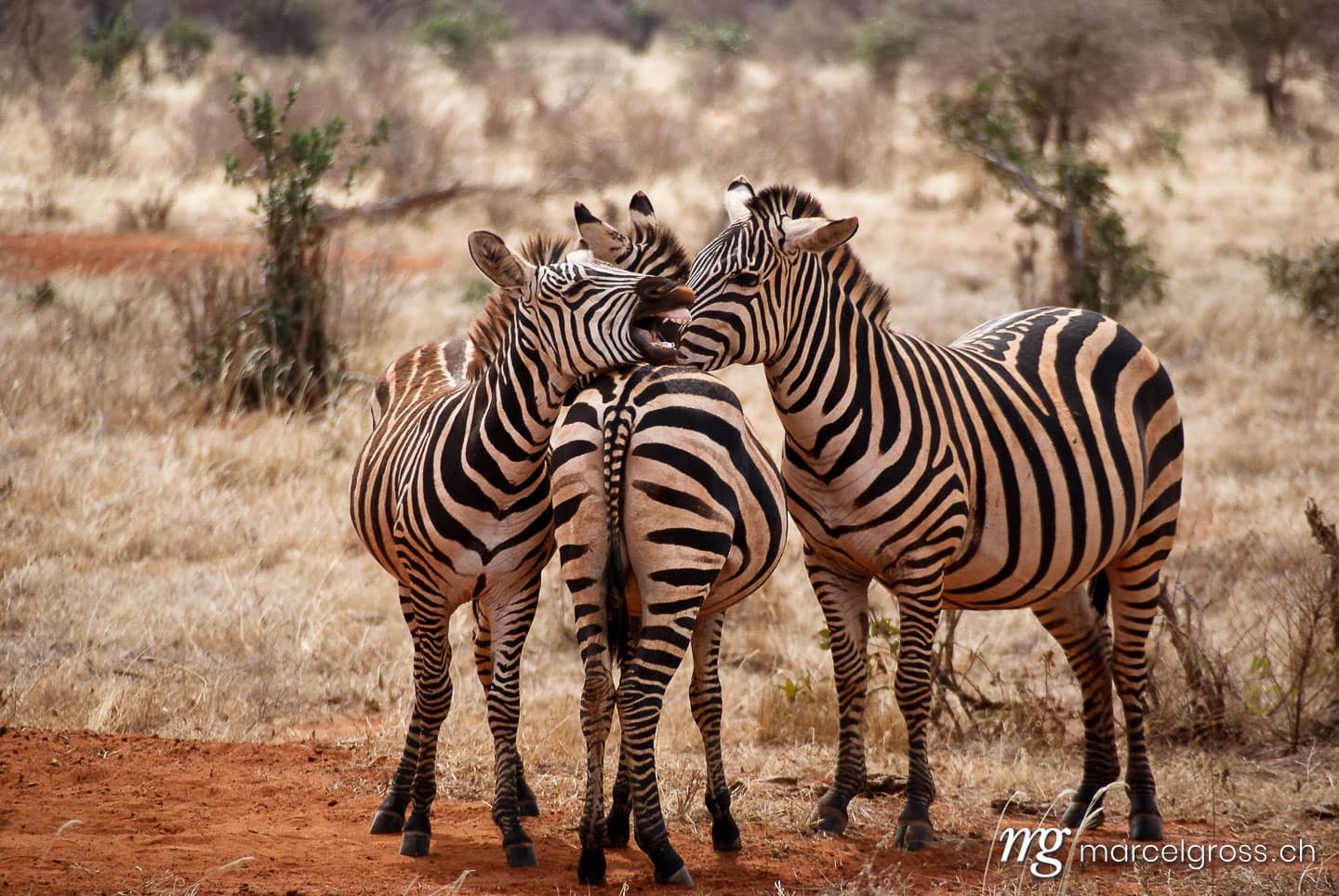 . three zebras in Tsavo National Park, Kenya. Marcel Gross Photography