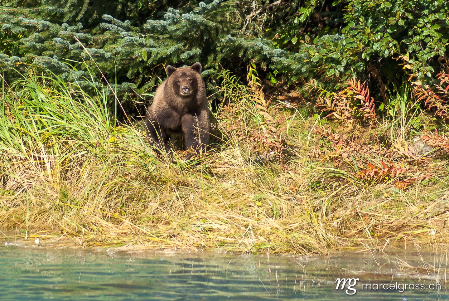 Bären Bilder. handsome young grizzly. Marcel Gross Photography