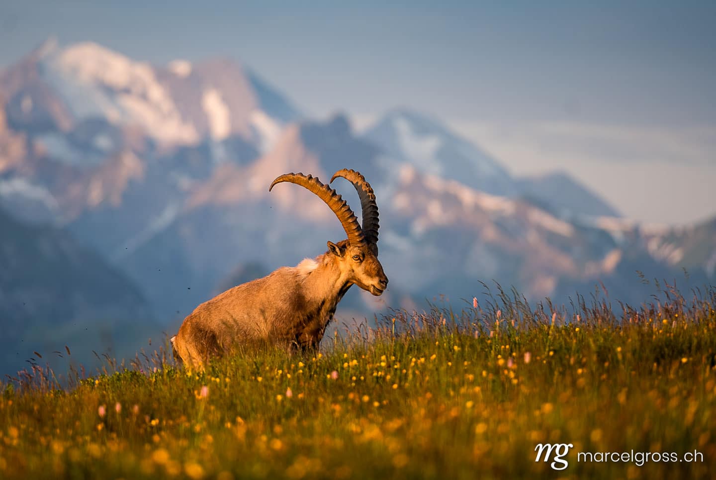 Steinbock Bilder. Prächtiger männlicher Alpen-Steinbock im Morgenlicht in den Berner Alpen. Marcel Gross Photography