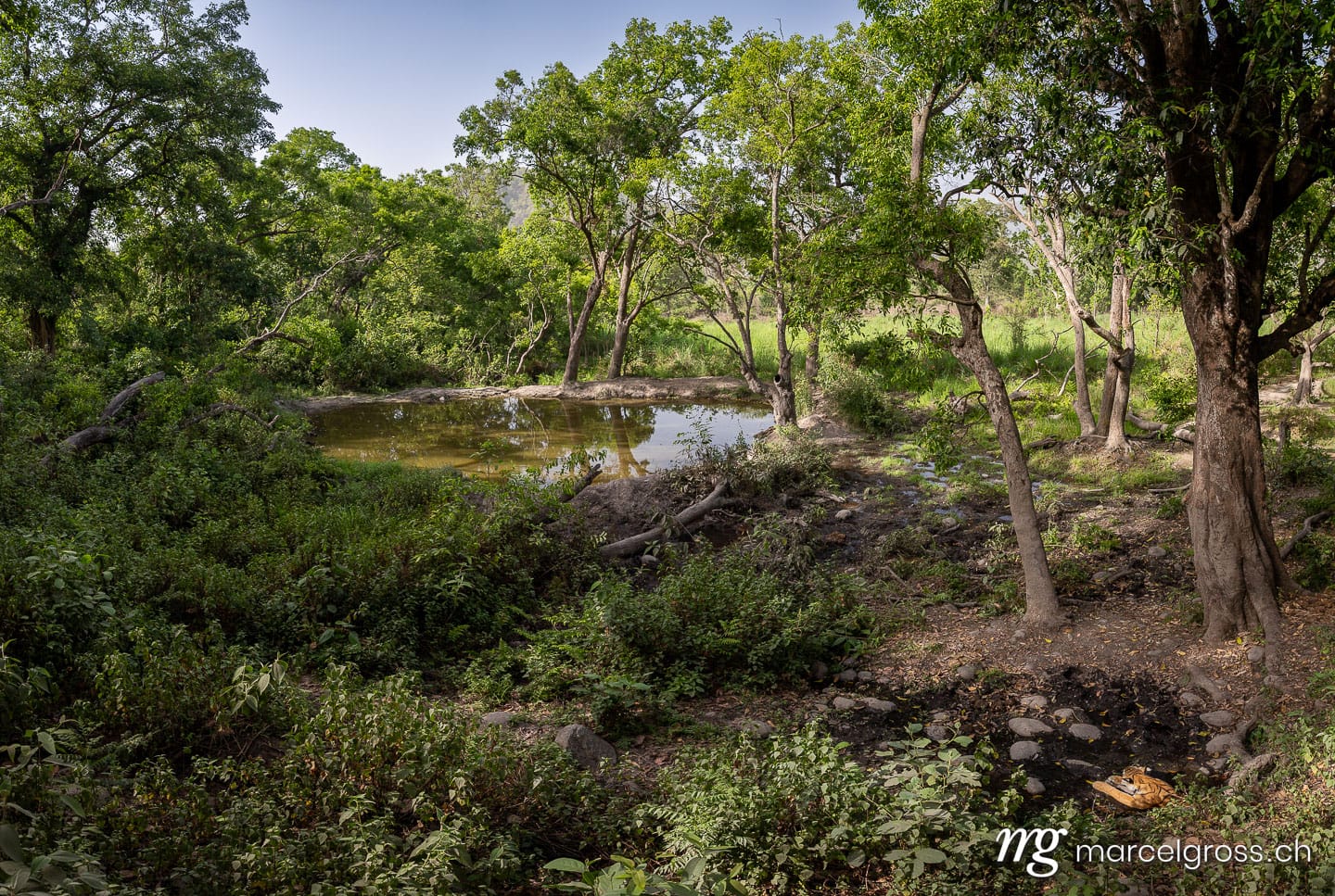 Bengal Tiger Resting by Waterhole in Corbett National Park, North India (Panthera tigris tigris). (c) Marcel Gross Photography
