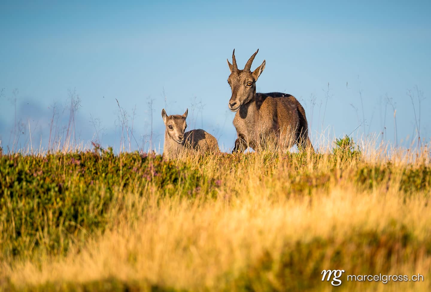Steinbock Bilder. junger Steinbock mit Muttertier auf Wiese im Berner Oberland. Marcel Gross Photography