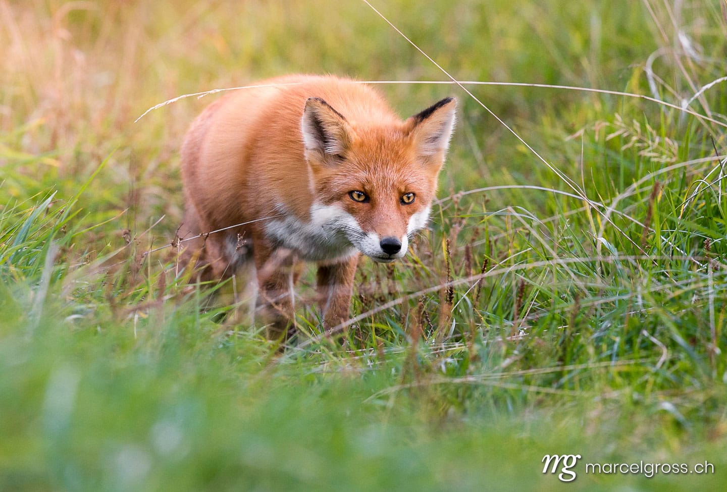 . Redfox on the hunt in Shiretoko National Park, Hokkaido. Marcel Gross Photography