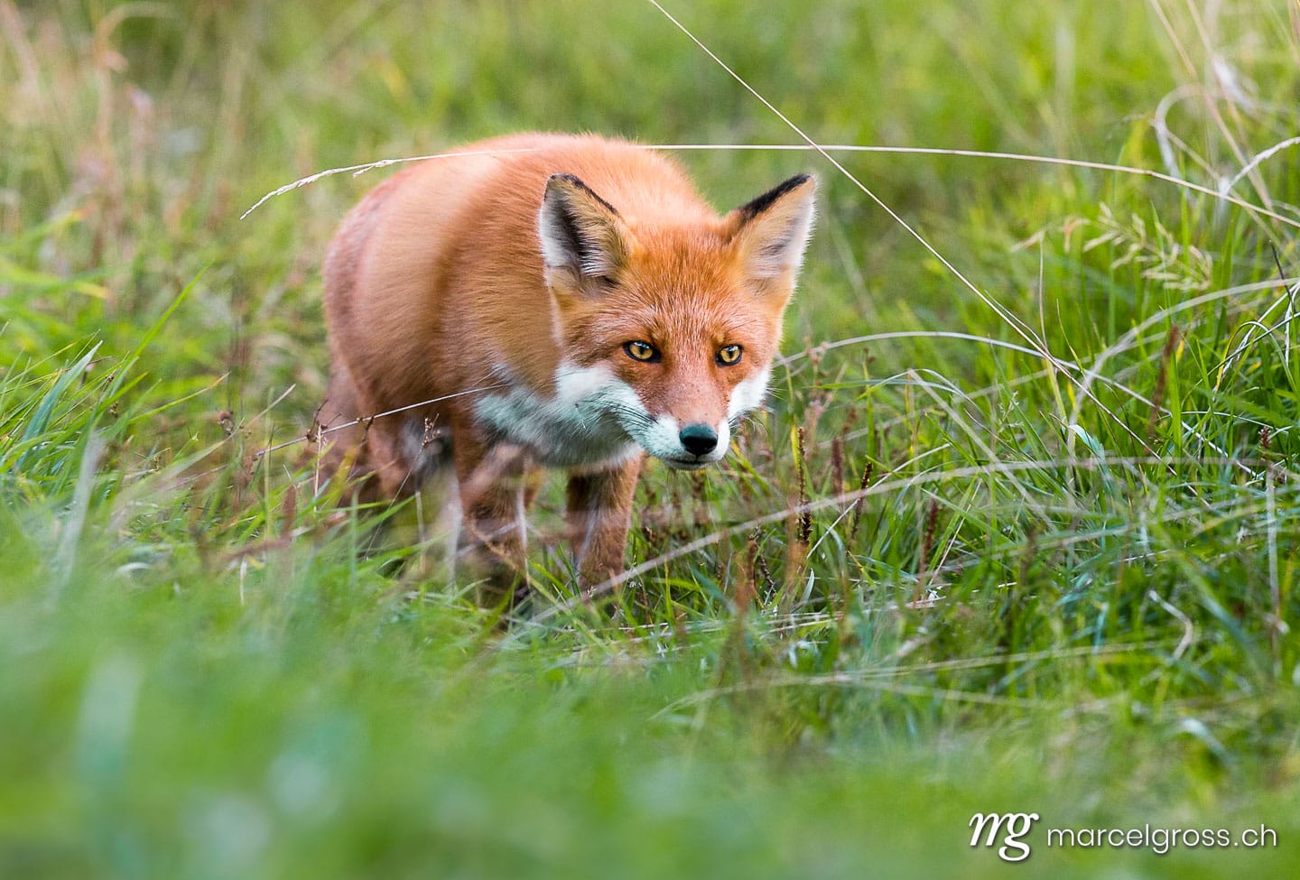 . Redfox on the hunt in Shiretoko National Park, Hokkaido. Marcel Gross Photography