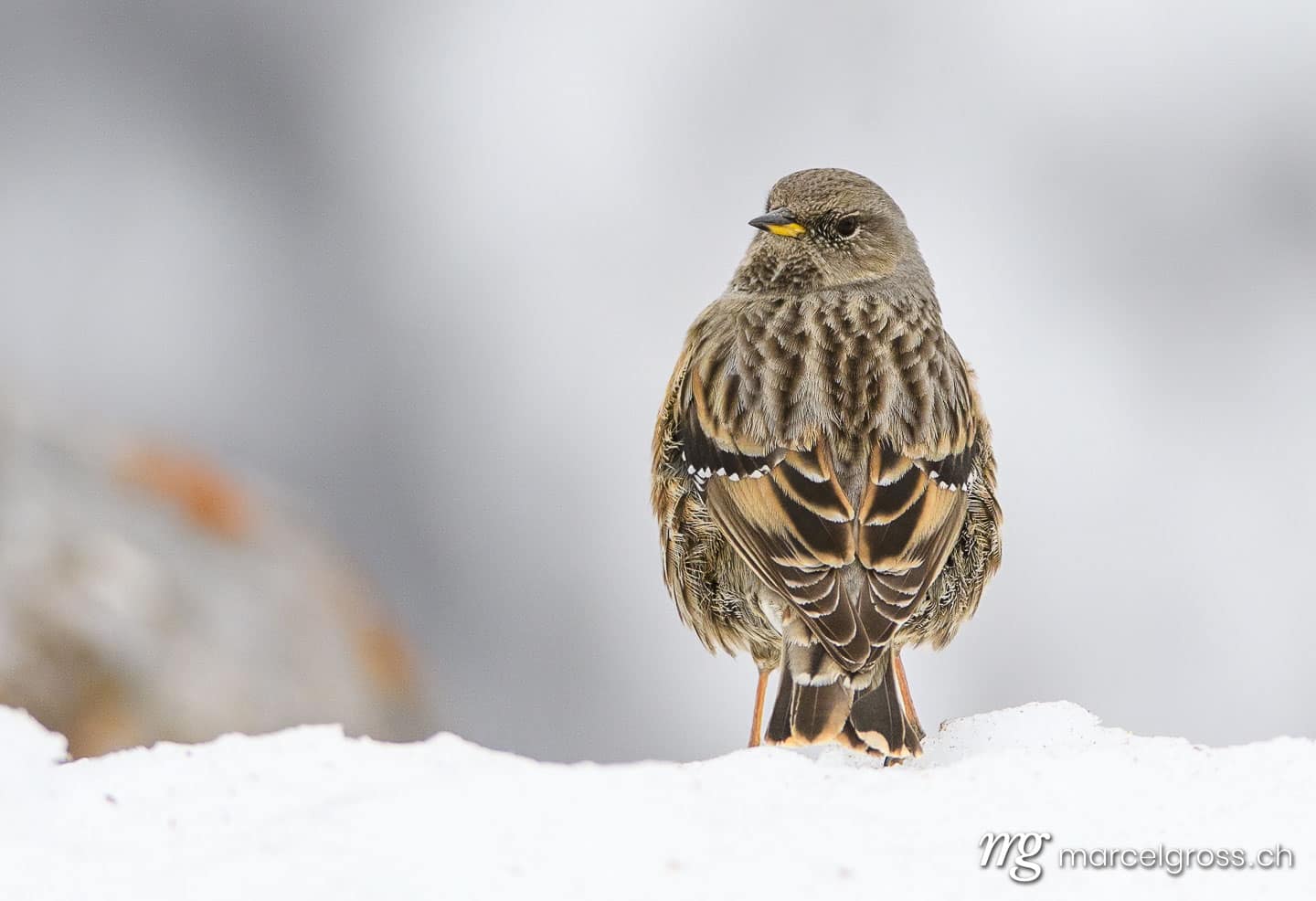 Vogel Bilder Schweiz. Alpine accentor (Prunella collaris) in the Swiss Alps. Marcel Gross Photography