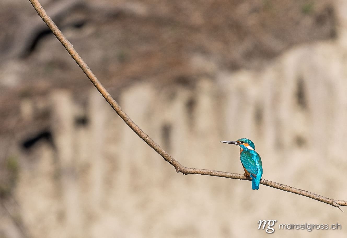 . a swiss kingfisher in the Zealand. Marcel Gross Photography