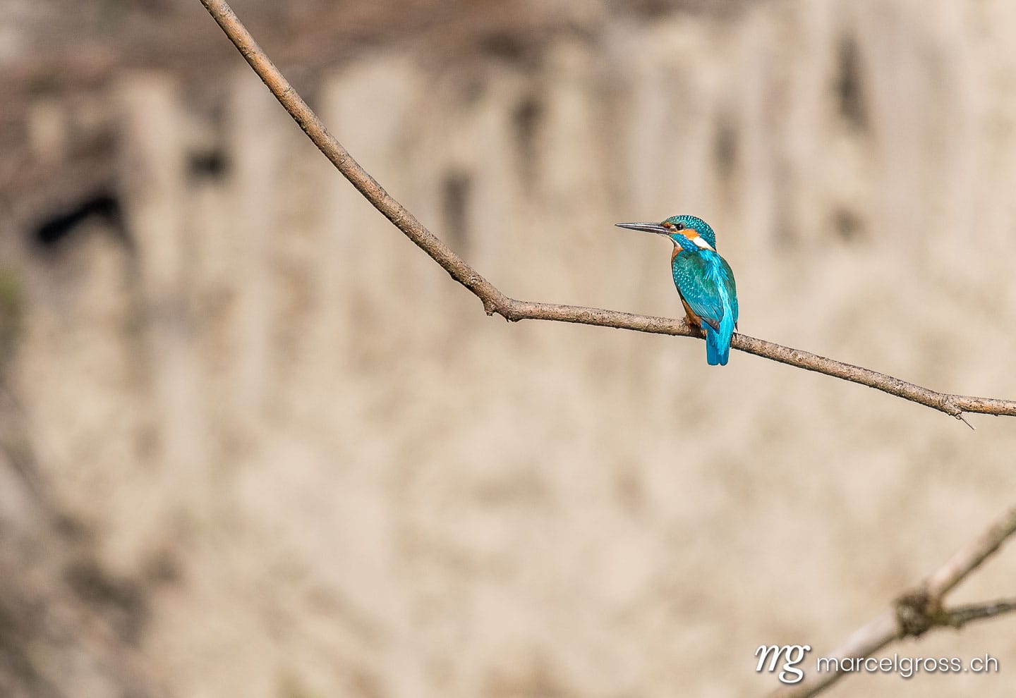 a Common Kingfisher (Alcedo atthis) sitting on a branch in the Zealand. Bird Pictures Switzerland (c) Marcel Gross Photography