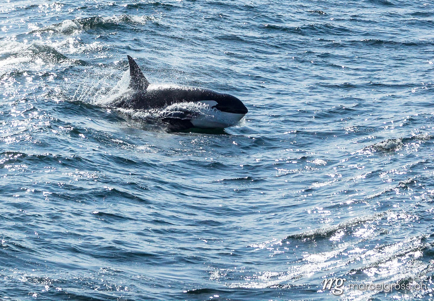. orca splashing through a wave in Inside Passage near Glacier Bay National Park. Marcel Gross Photography