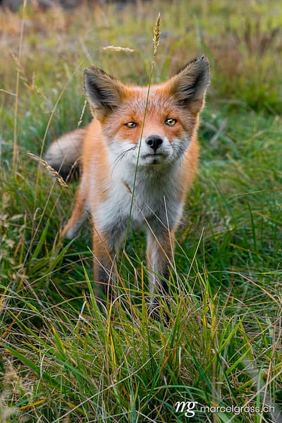 Bartgeier Bilder 16 . Redfox in Shiretoko National Park, Hokkaido. Marcel Gross Photography