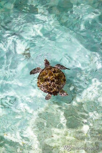 Borneo Bilder. . Marcel Gross Photography