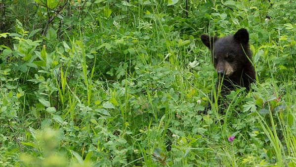 yukon bilder - 2014 06 26