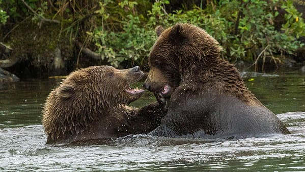 yukon bilder - 2014 08 04