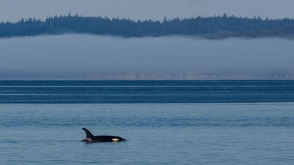 Orca in Johnstone Strait