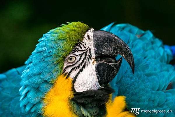 . Macaw ararauna. Marcel Gross Photography