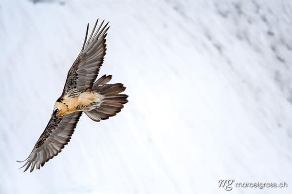 Bearded Vulture Pictures 16 Bearded vulture (Gypaetus barbatus) in flight in winter in the Swiss Alps. Bird Pictures Switzerland (c) Marcel Gross Photography