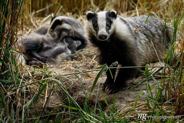 Dachsfamilie (Meles meles) im Weizenfeld im Emmental – Dachs Bilder von Marcel Gross