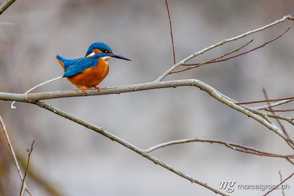 Common Kingfisher (Alcedo atthis) on branch in La Sauge, Switzerland. swiss bird pictures (c) Marcel Gross Photography