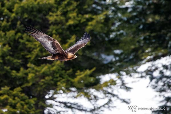 Golden eagle flying over snowy forest in the Berner Oberland, Switzerland. swiss bird pictures (c) Marcel Gross Photography