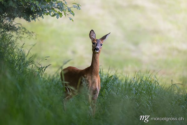Reh (Capreolus capreolus) in einer Frühlingswiese im Emmental – Reh Bilder von Marcel Gross