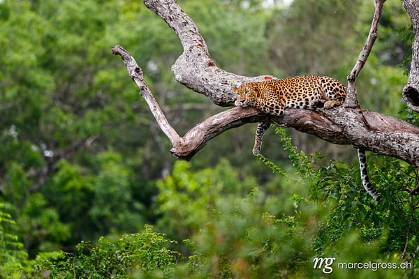 Sri Lankan Leopard Resting on Tree in Wilpattu National Park, Sri Lanka (Panthera pardus kotiya). Leoparden Sri Lanka (c) Marcel Gross Photography