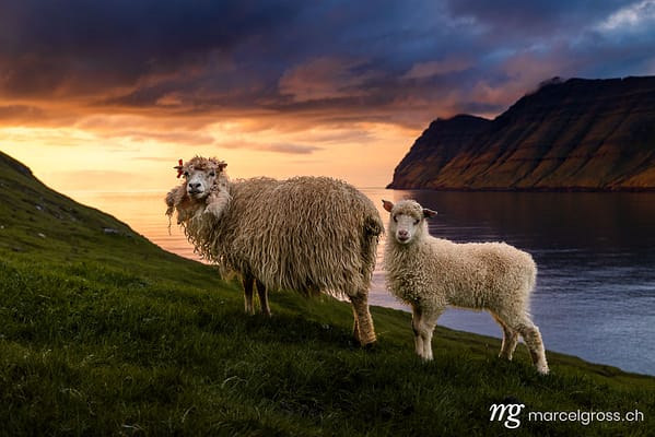 Ikonisches Färöer Bild mit Schaffamilie bei Sonnenuntergang. (c) Marcel Gross Photography