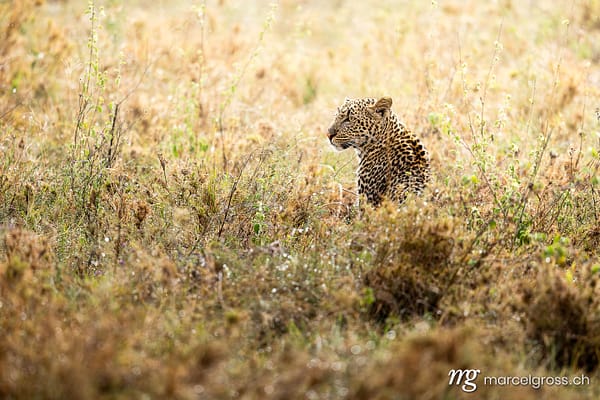 Leopard in tall grass, Serengeti National Park, Tanzania Bilder, Eastern Africa (Panthera pardus). (c) Marcel Gross Photography