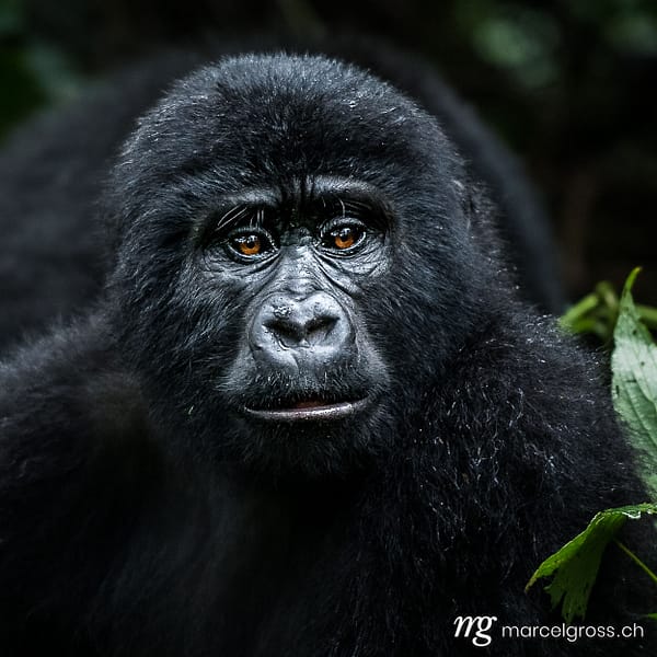 Uganda Bilder. portrait of a young gorilla in Bwindi Impenetrable National Park, Uganda. Marcel Gross Photography