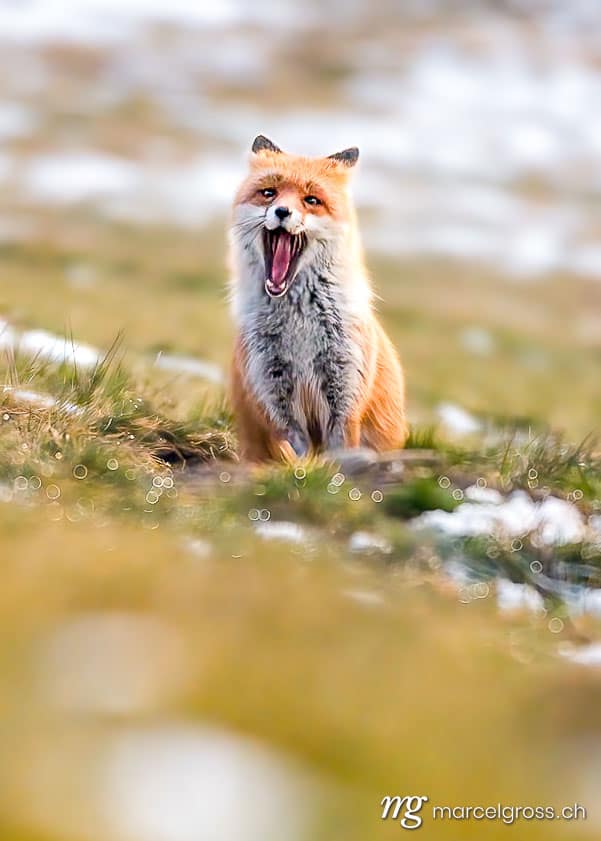 Fuchs Bilder. . Marcel Gross Photography