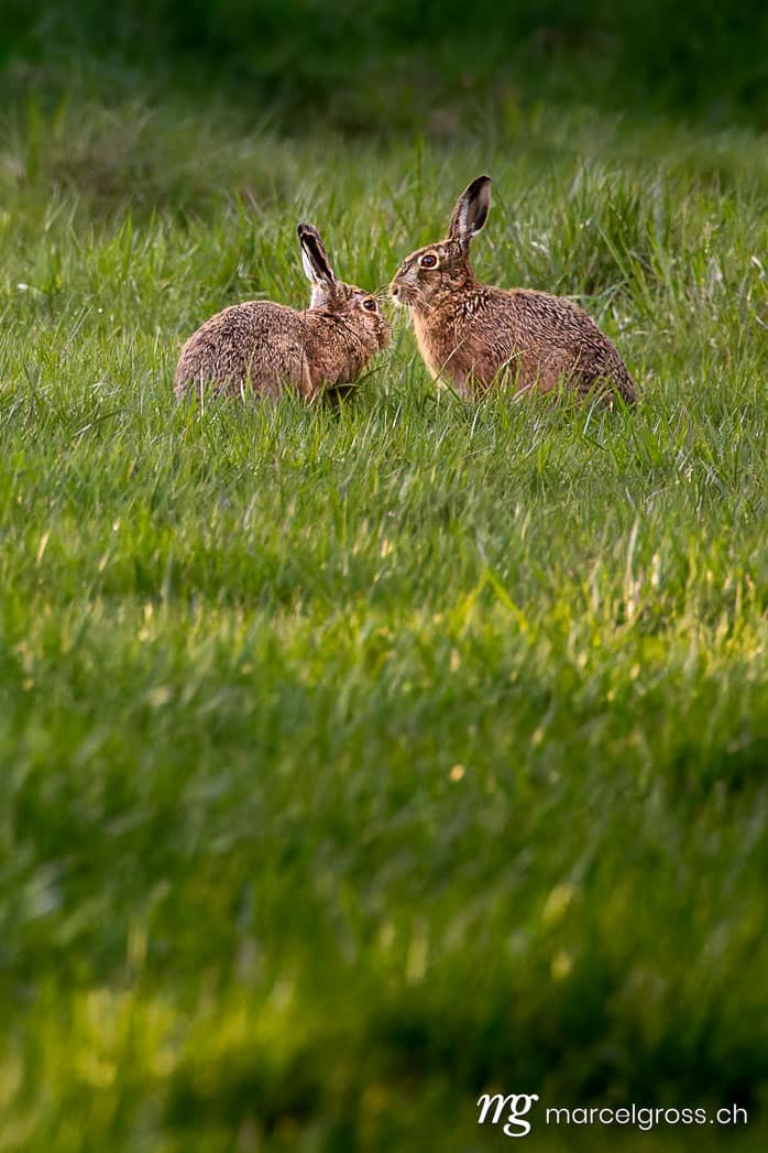 . . Marcel Gross Photography