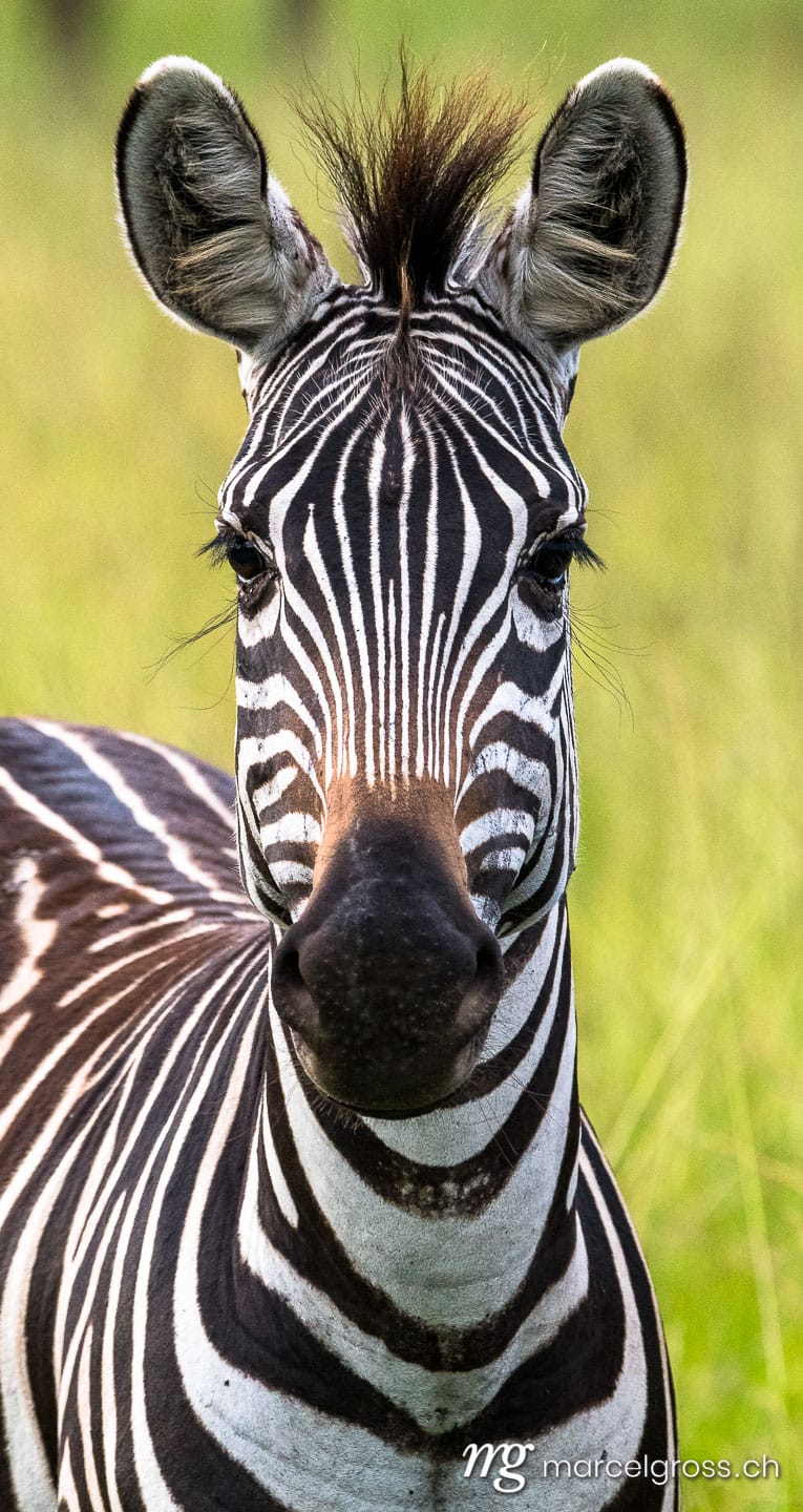 Uganda Bilder. portrait of a zebra in the savannah of Lake Mburo National Park, Uganda. Marcel Gross Photography