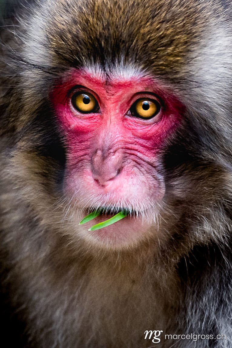 red faced macaque feeding on grass