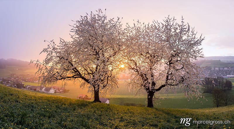Spring images. . Marcel Gross Photography