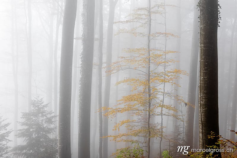 . . Marcel Gross Photography