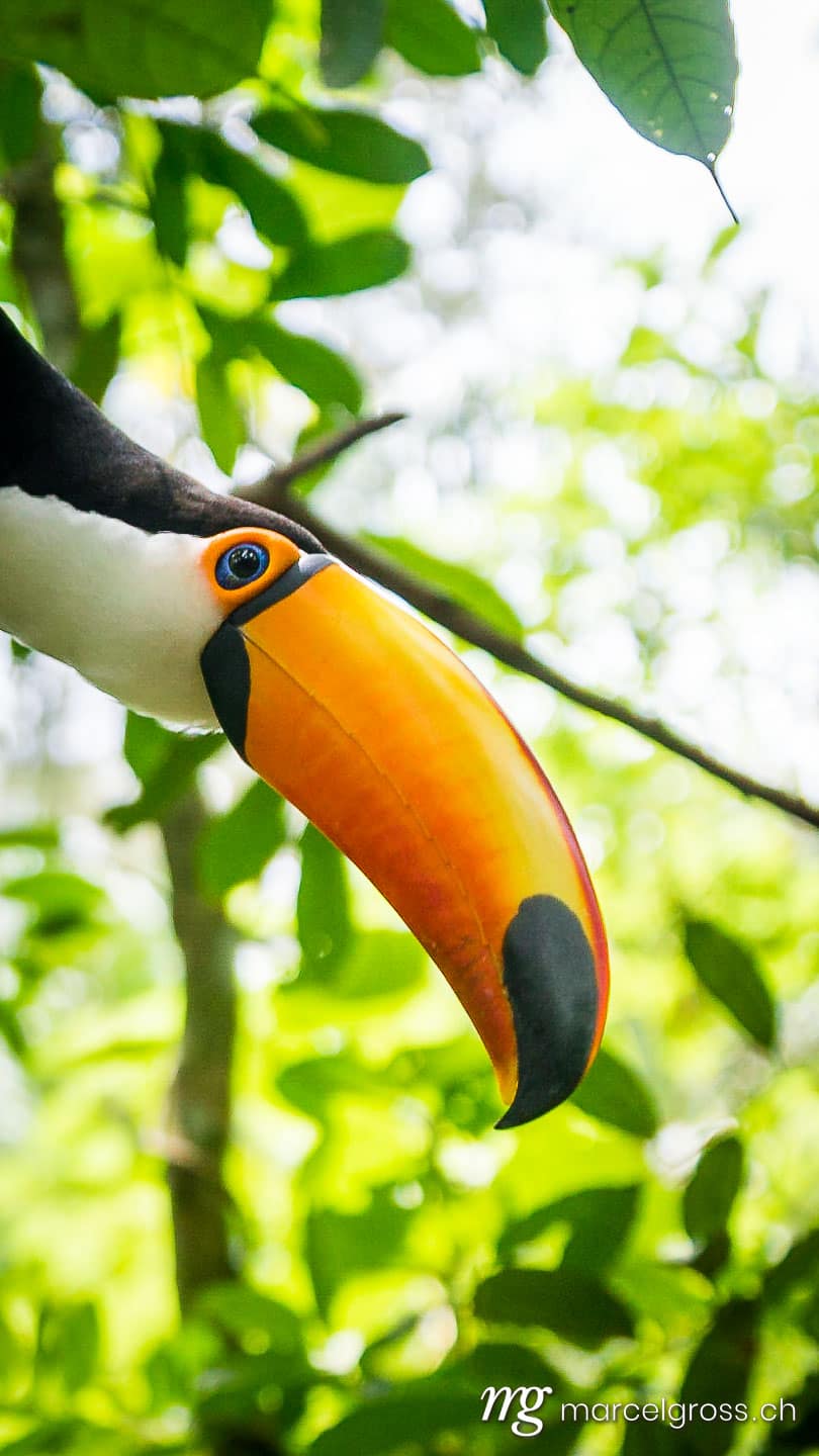 . beautiful colored tucano in the bolivian amazon. Marcel Gross Photography