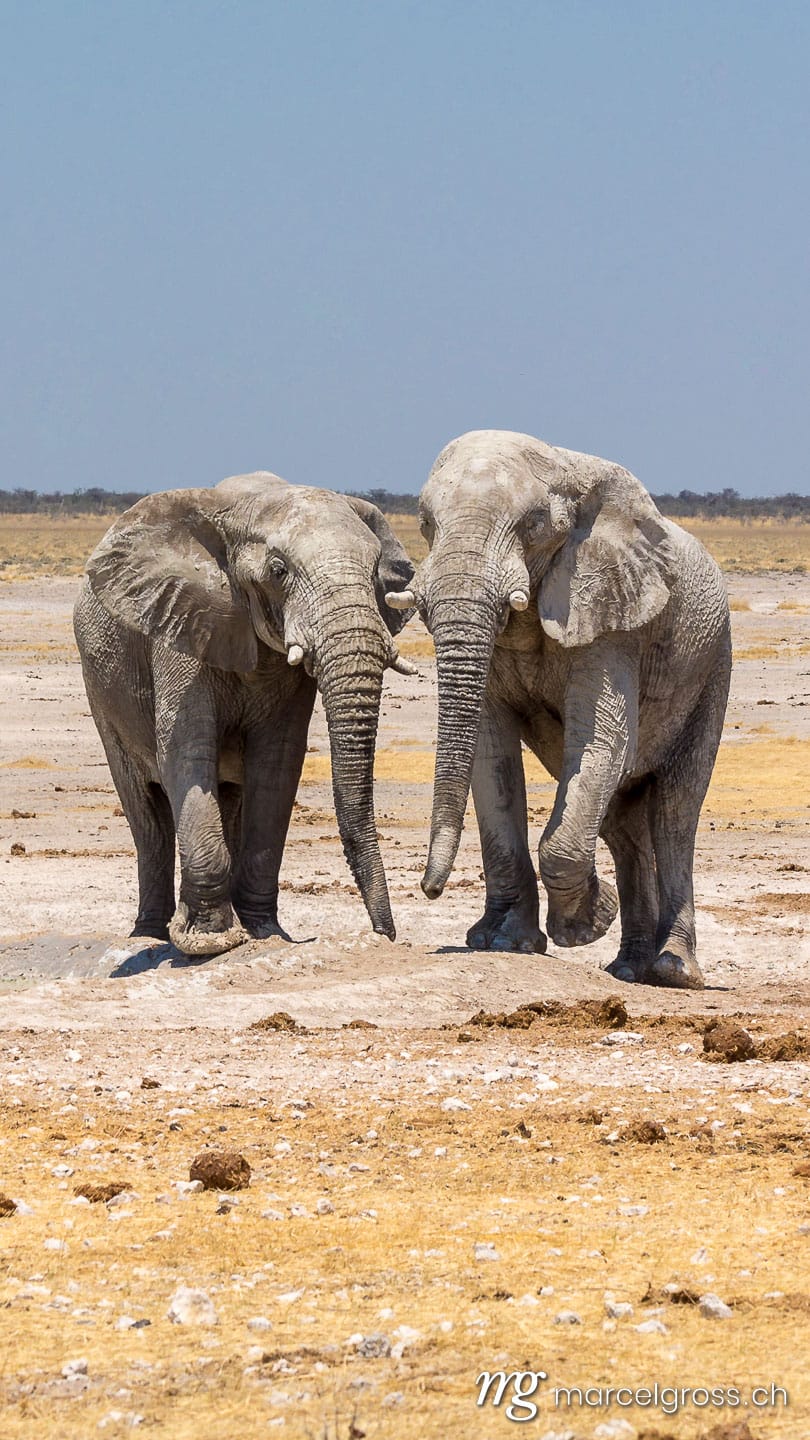 . African Elephants. Marcel Gross Photography