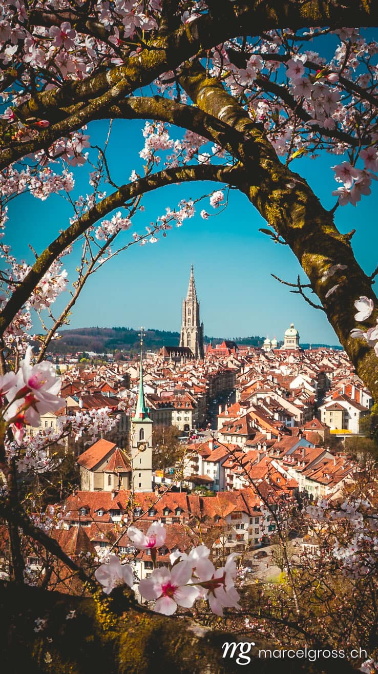 cherry blossom (sakura) in Bern. Taken by Marcel Gross Photography