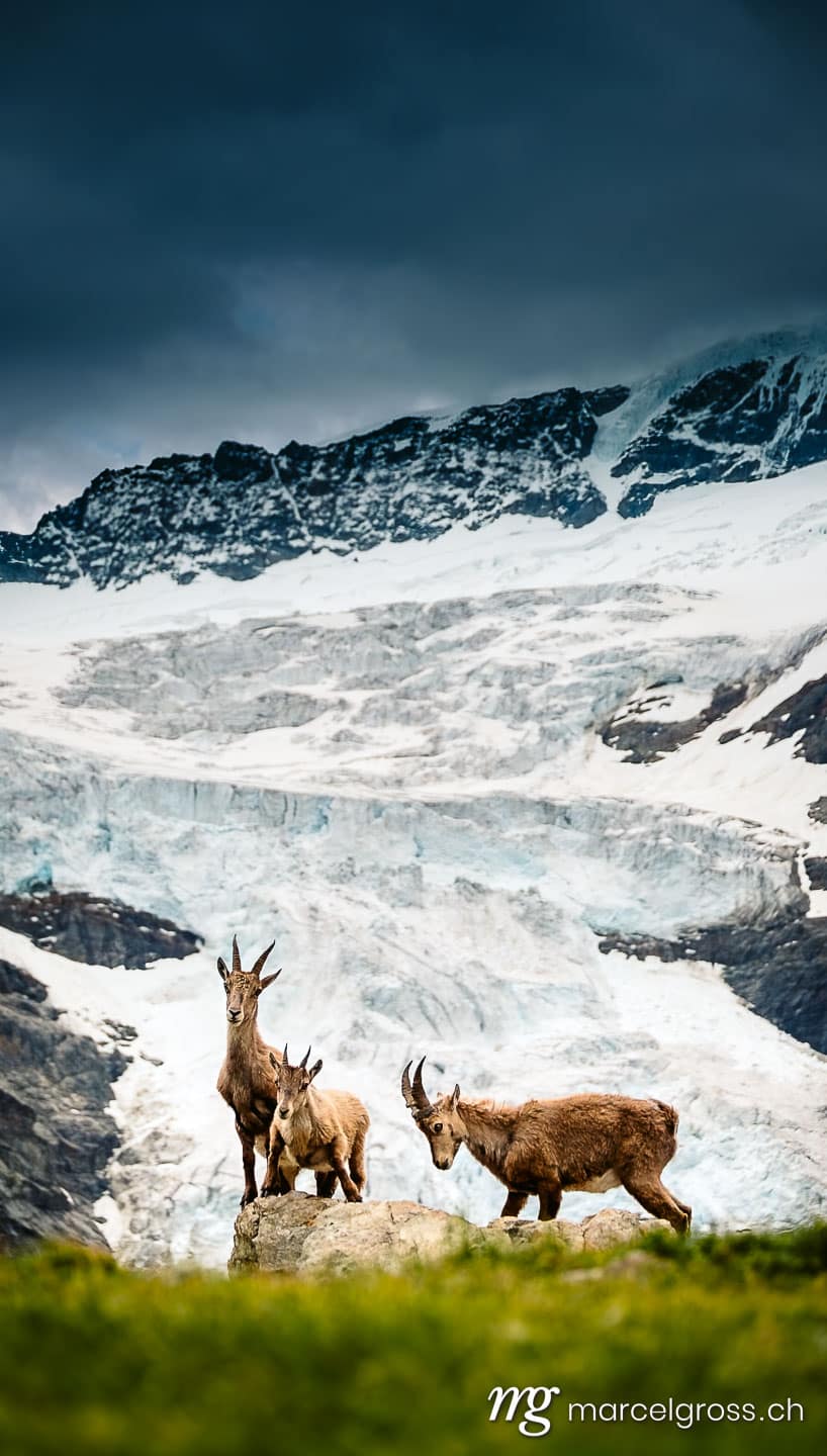 Steinbock Bilder. ibex in front of a glacier in the bernese alps. Marcel Gross Photography