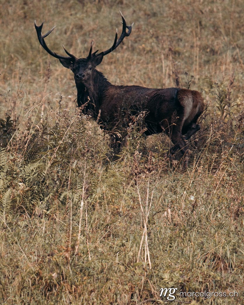 . männlicher Hirsch im Schatten eines Baumes, Berner Oberland. Marcel Gross Photography