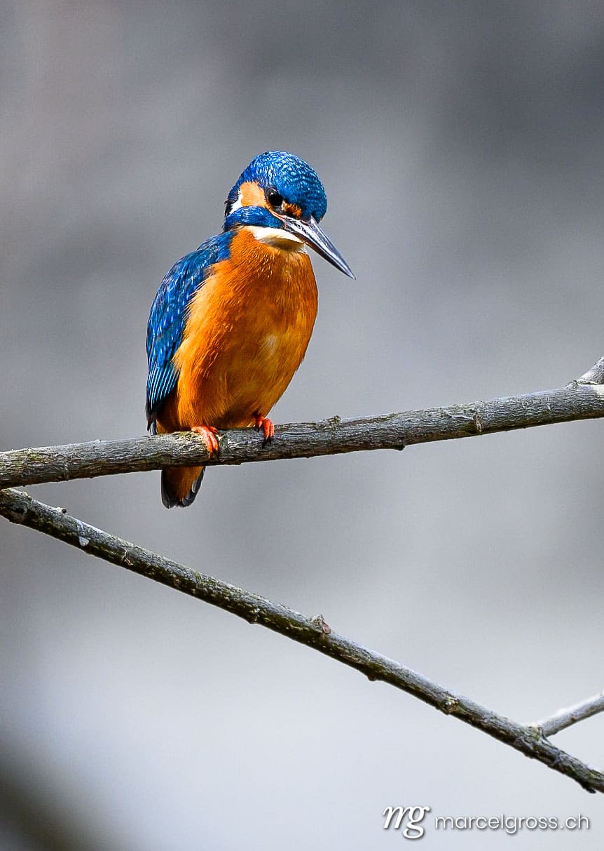 . . Marcel Gross Photography