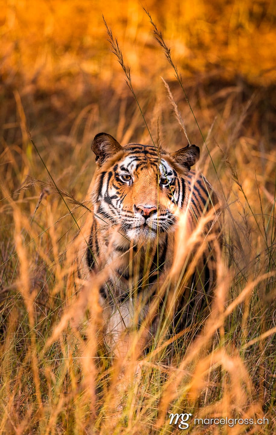 Tiger Bilder. Bengal Tiger in high grass in Bandhavgarh National Park, Madhya Pradesh. Marcel Gross Photography