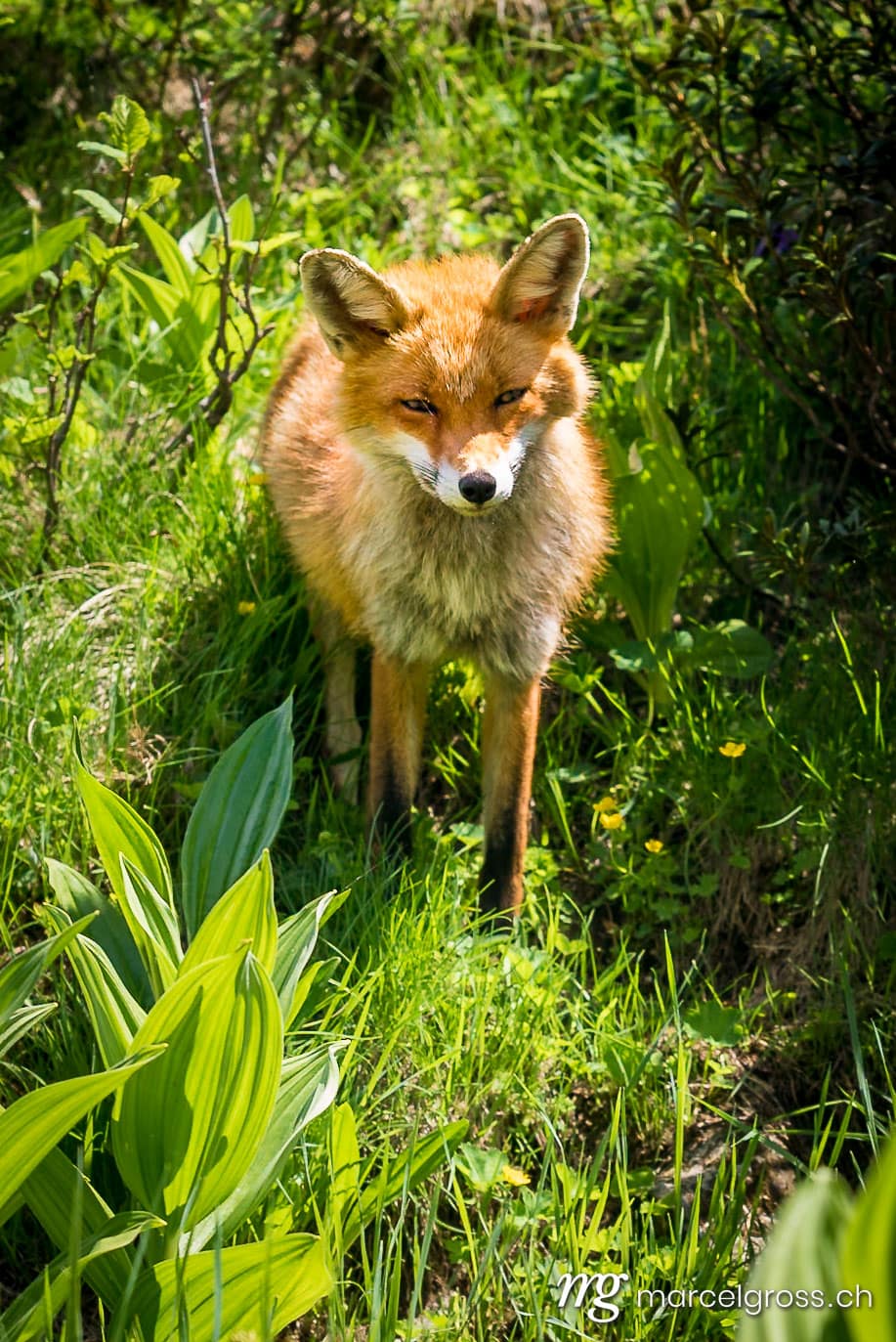 . Rotfuchs im Gran Paradiso Nationalpark, Aosta Tal, Italien. Marcel Gross Photography