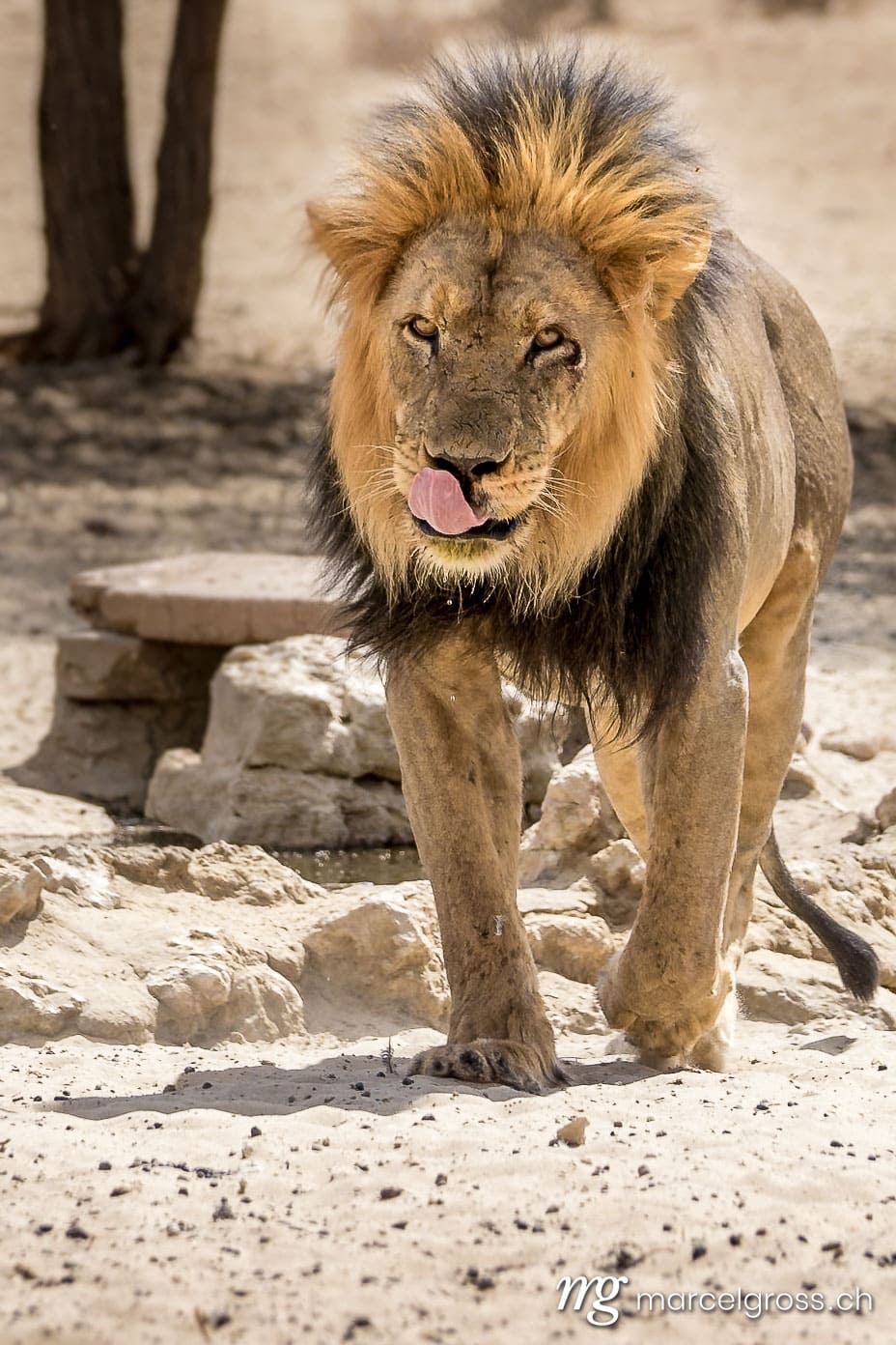 . Taken by Marcel Gross Photography