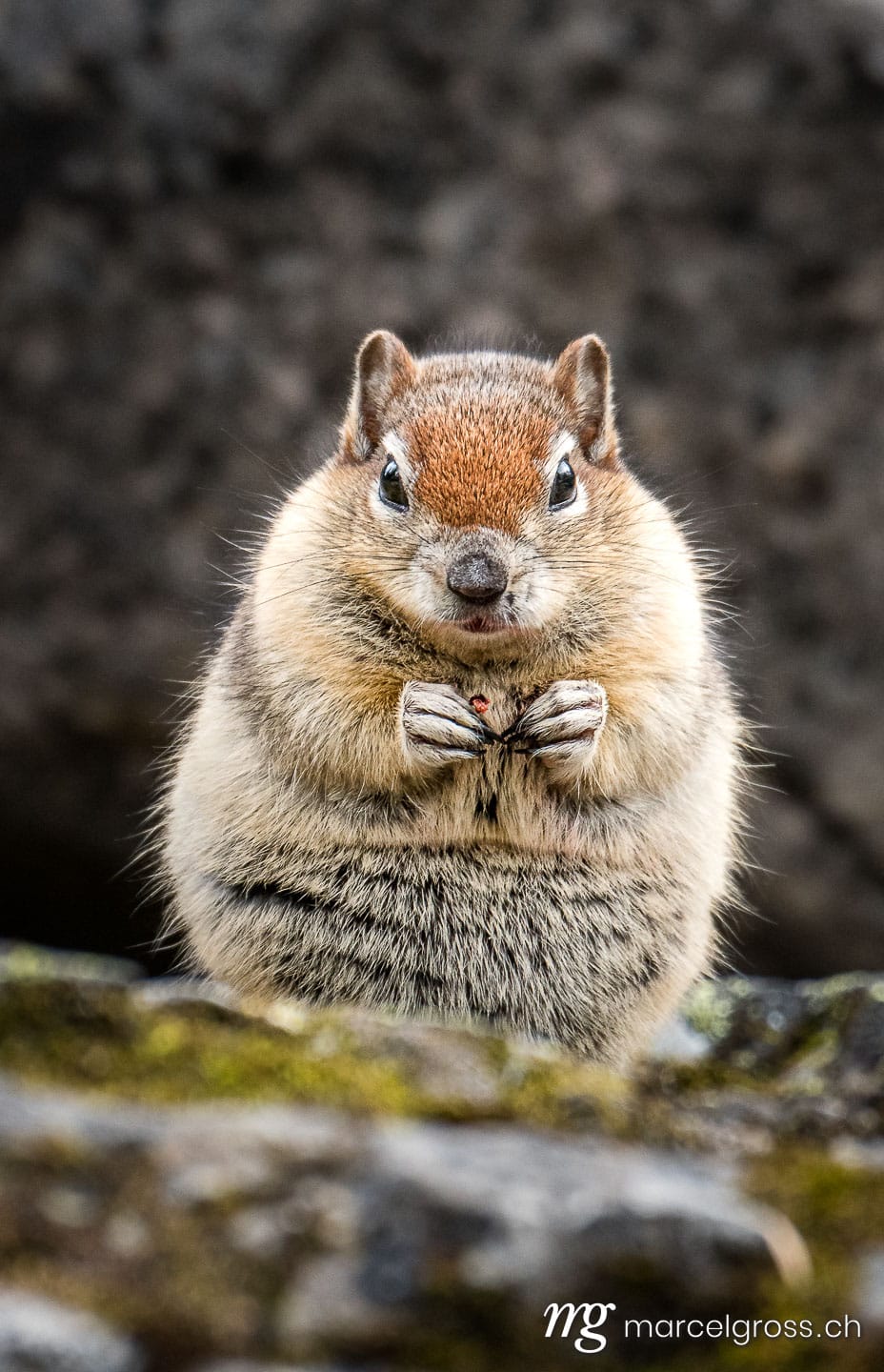 . in his warm winter coat. Marcel Gross Photography