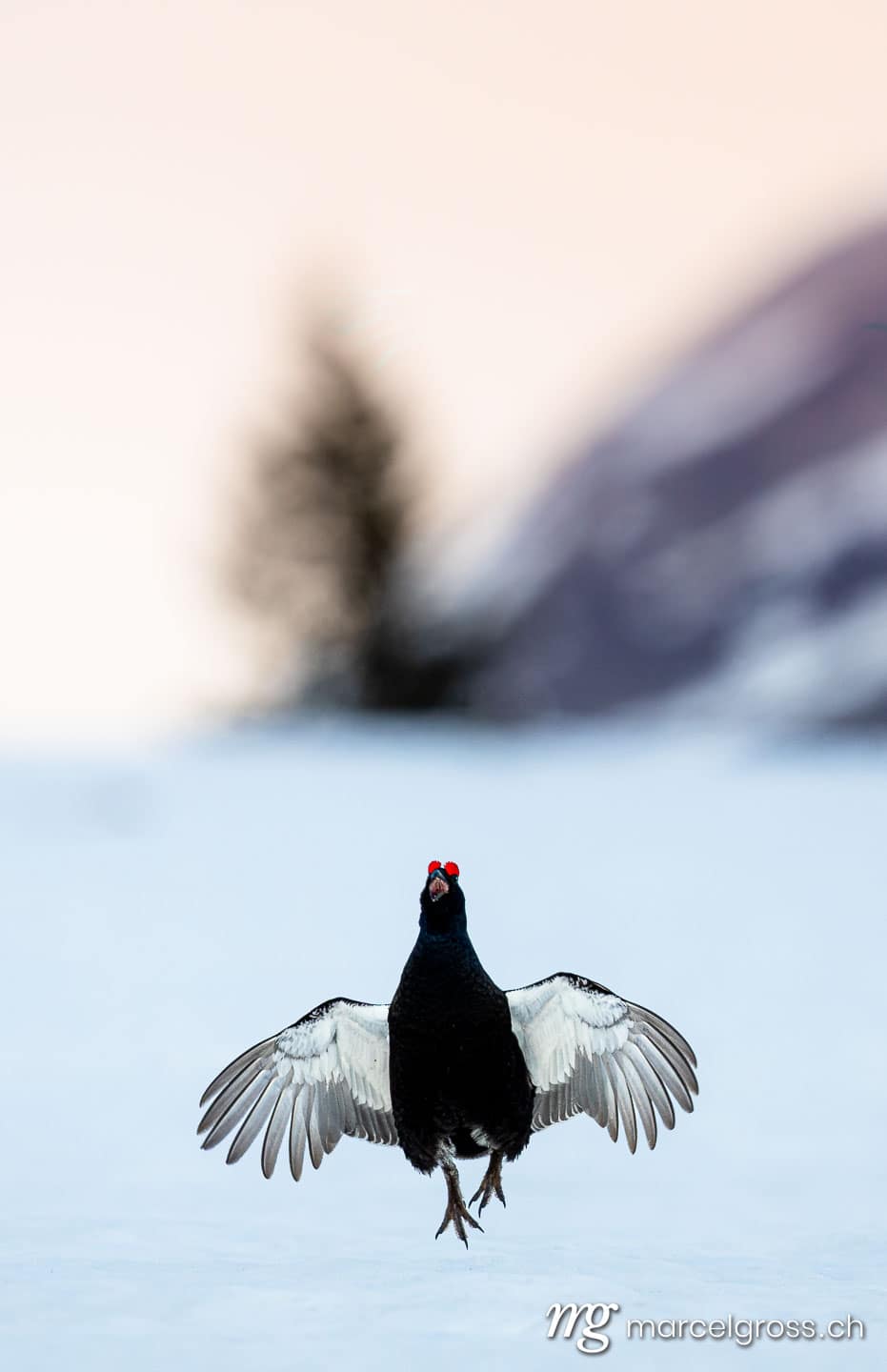 . (c) Marcel Gross Photography