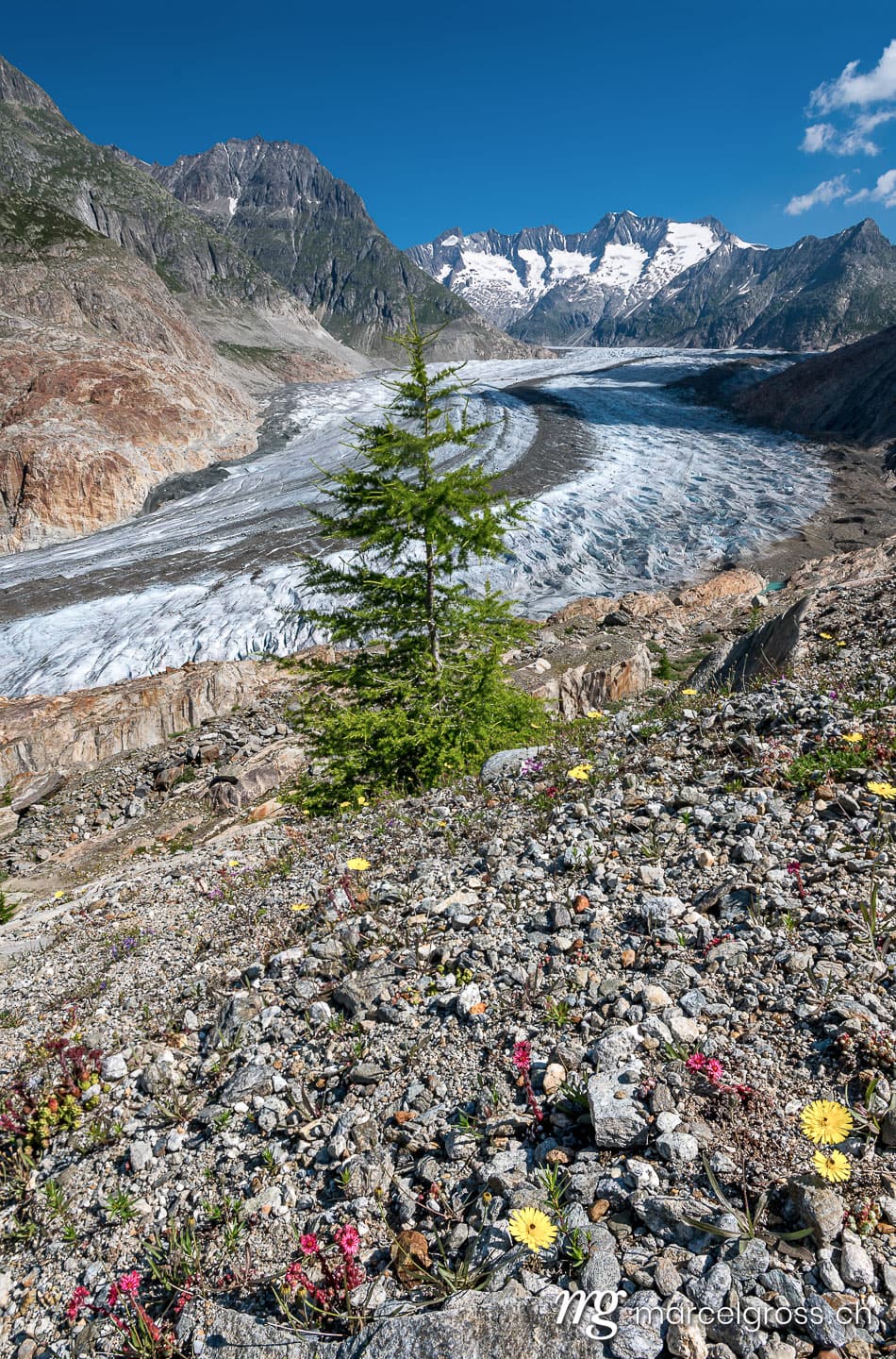 . single fir tree and wildflowers in front of the mighty Aletsch Glacier in Switzerland. Marcel Gross Photography