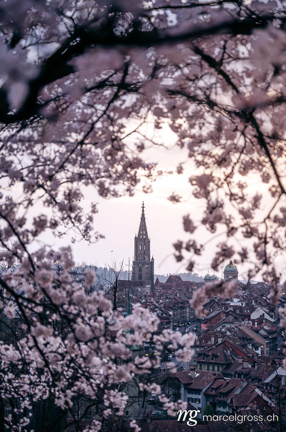 Bern Bilder. historic clocktower of Berner Münster during scenic cherry blossom in Rosengarten. Marcel Gross Photography